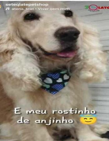 7Qlate Pet Shop em São Pedro da Aldeia