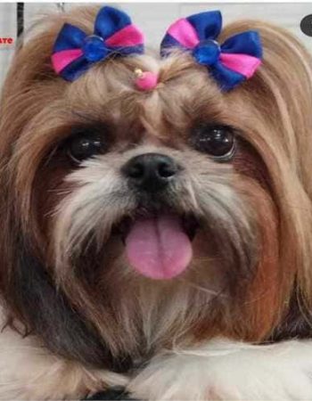 7Qlate Pet Shop em São Pedro da Aldeia