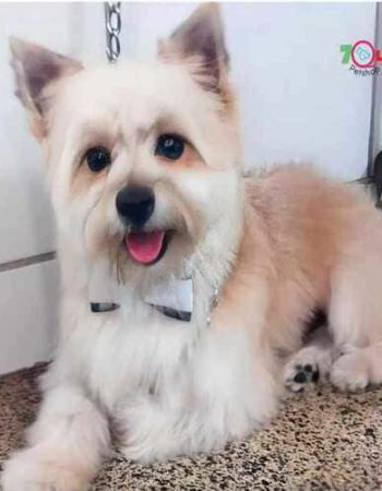 7Qlate Pet Shop em São Pedro da Aldeia