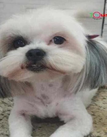 7Qlate Pet Shop em São Pedro da Aldeia