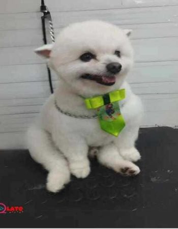 7Qlate Pet Shop em São Pedro da Aldeia