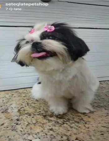 7Qlate Pet Shop em São Pedro da Aldeia