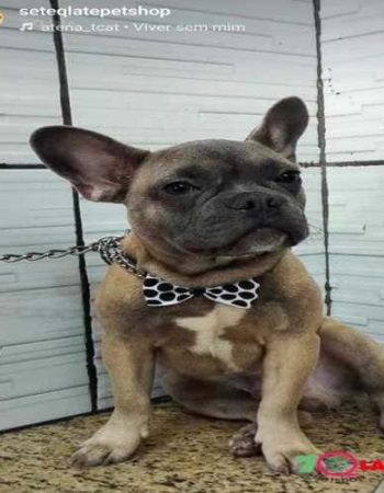 7Qlate Pet Shop em São Pedro da Aldeia