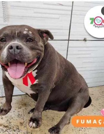 7Qlate Pet Shop em São Pedro da Aldeia
