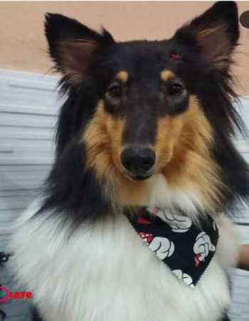 7Qlate Pet Shop em São Pedro da Aldeia