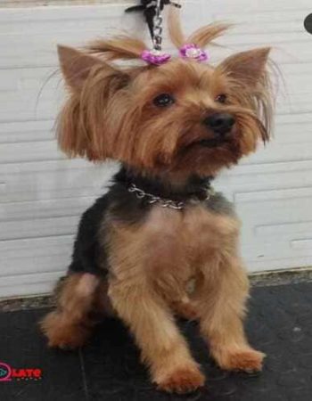7Qlate Pet Shop em São Pedro da Aldeia