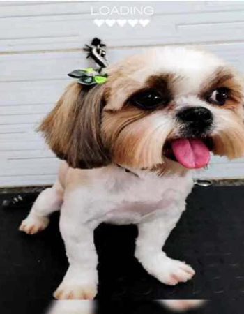 7Qlate Pet Shop em São Pedro da Aldeia