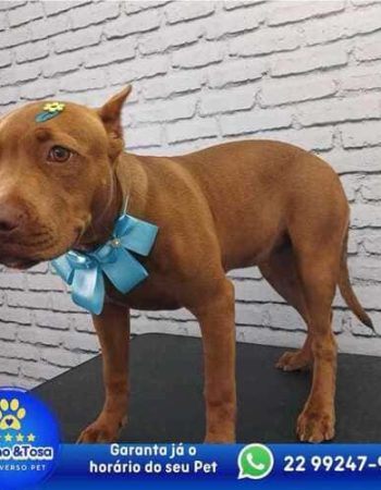 Multiverso Pet em São Pedro da Aldeia