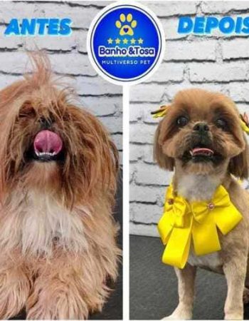 Multiverso Pet em São Pedro da Aldeia