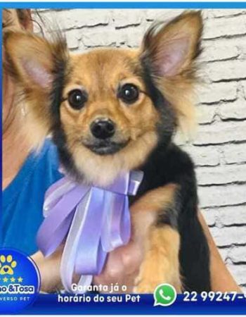 Multiverso Pet em São Pedro da Aldeia