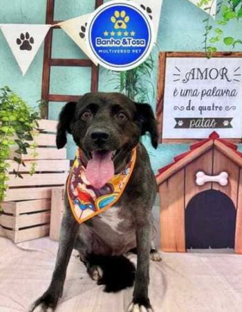 Multiverso Pet em São Pedro da Aldeia